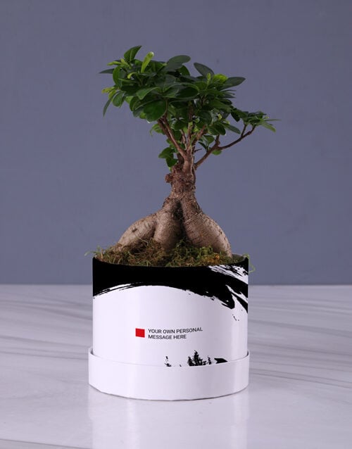 Ficus Ginseng Bonsai In Trendy Hat Box (STANDARD)