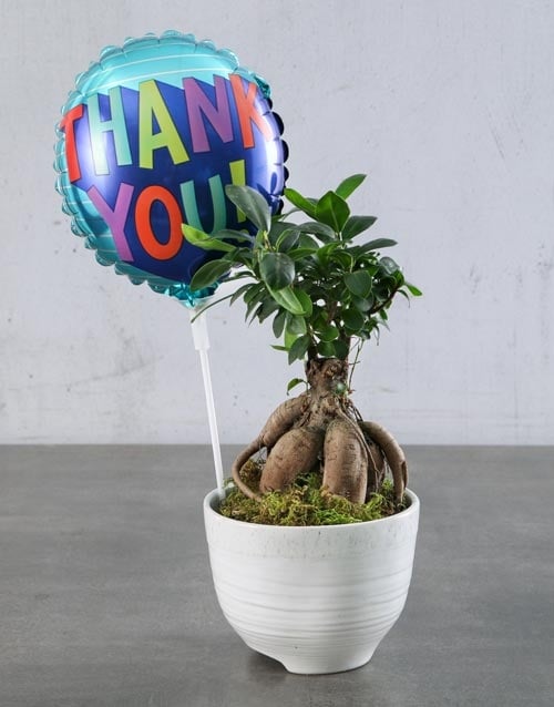 Thoughtful Thank You Plant Hamper (STANDARD)