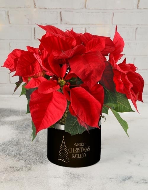 Festive Poinsettia Plant Hat Box (Standard)