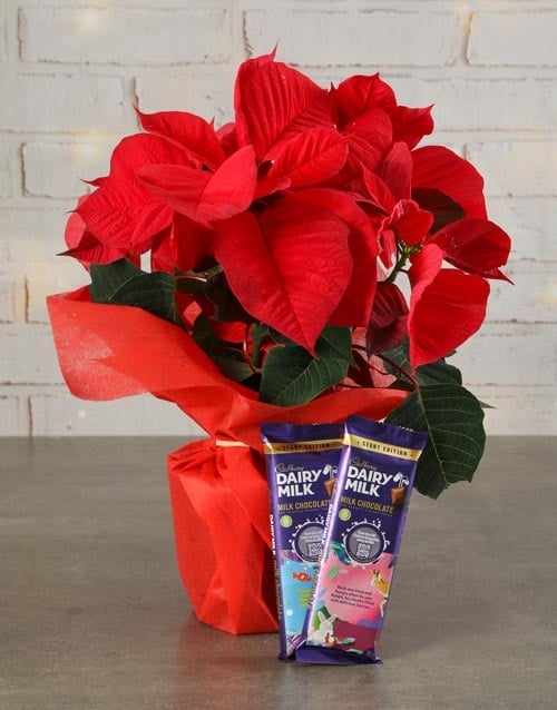 Tray Of Tasty Poinsettias