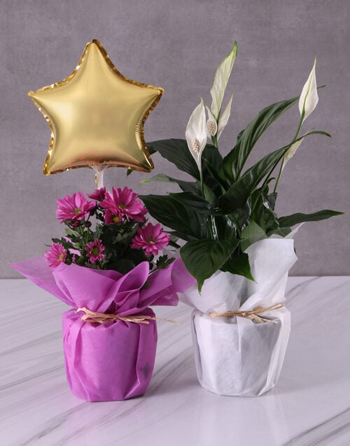 Golden Star Bloom Duo