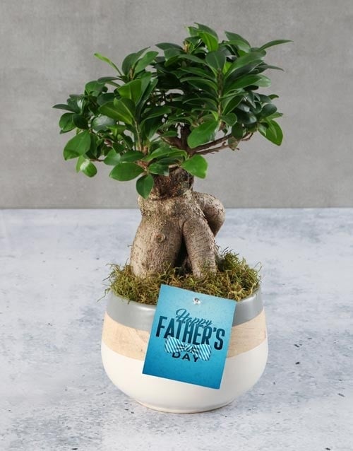 Happy Fathers Day Ficus Bonsai (STANDARD)