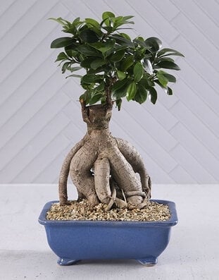Bonsai In Blue Pot