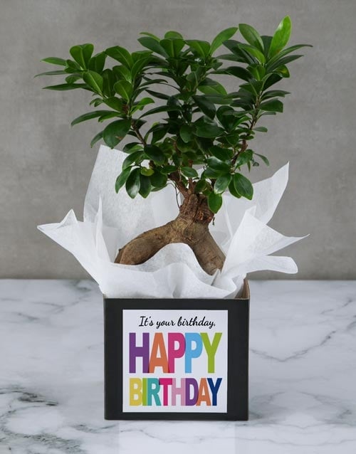 Birthday Bonsais In A Box