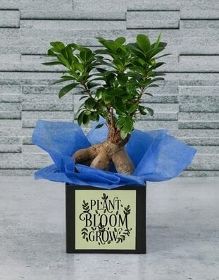 Bonsai Box Of Bliss