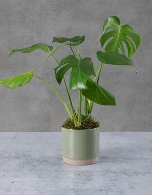 Marvellous Monstera Pot Plant