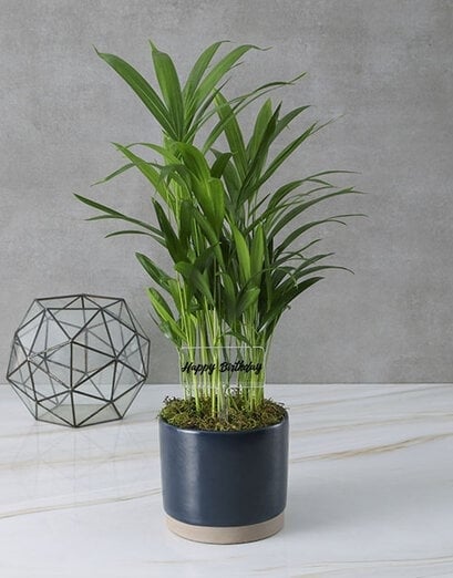 Invigorating Areca Bamboo Pot Plant