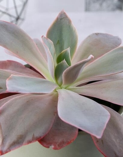 Succulent Sage Pot Set
