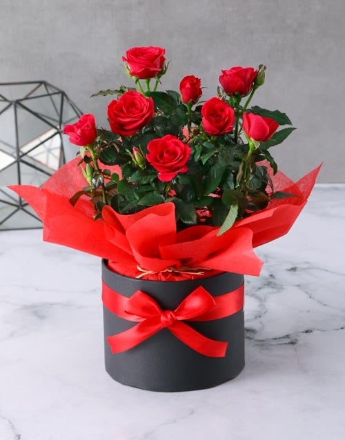Red Rose Bush In Serene Hat Box
