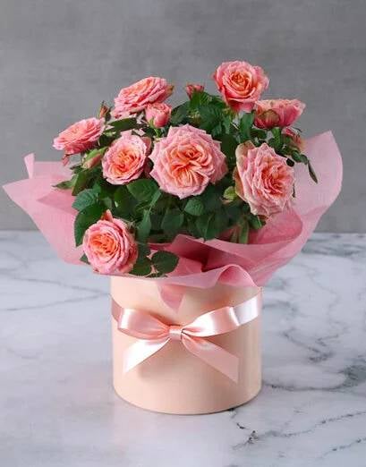 Pink Rose Bush Allure In Pink Hat Box