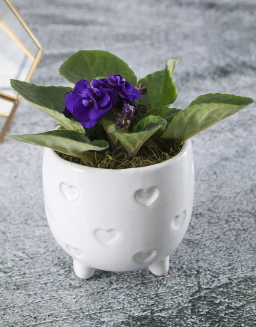 African Violets In White Heart Pot