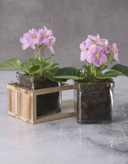 Duo African Violets