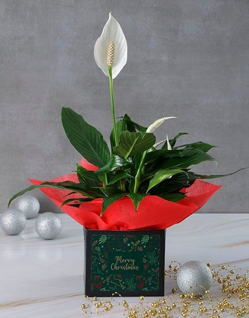 White Festive Lily Gift Box