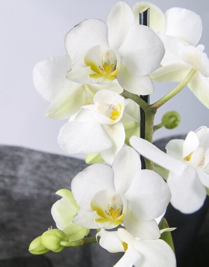 White Orchid And Snack Gift Box