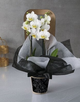 Elegant Orchid In Monochrome Holder