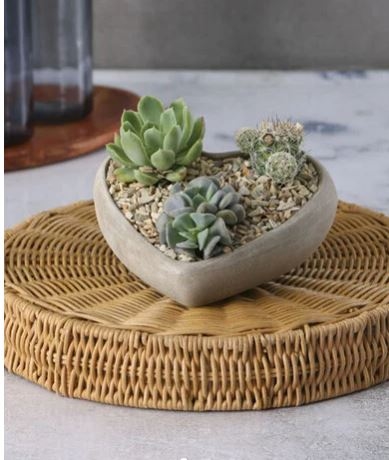 Succulent In Cement Heart Vase