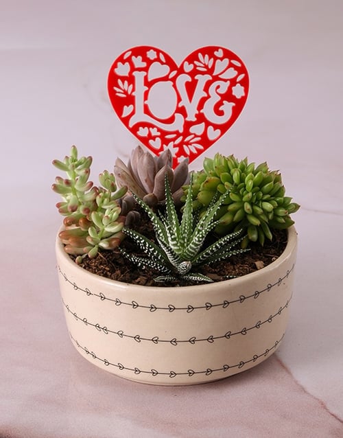 Love is Effortless Succulent Set
