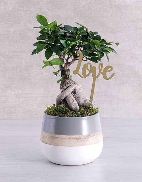 Ficus Bonsai Tree Pot