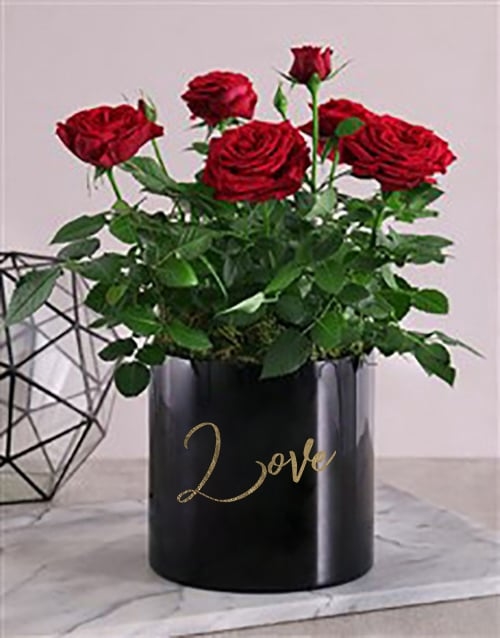 Romantic Potted Rose Bush