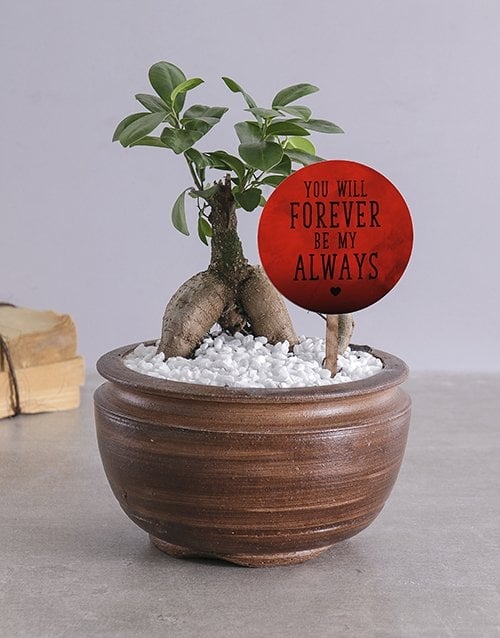 Forever My Always Bonsai