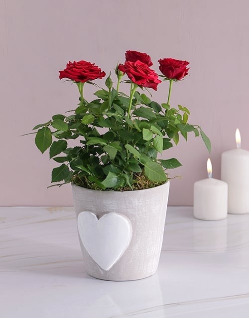 Red Rose Bush In Heart Design Pot