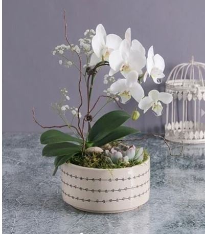 Orchid Garden In A Pot With Balloon