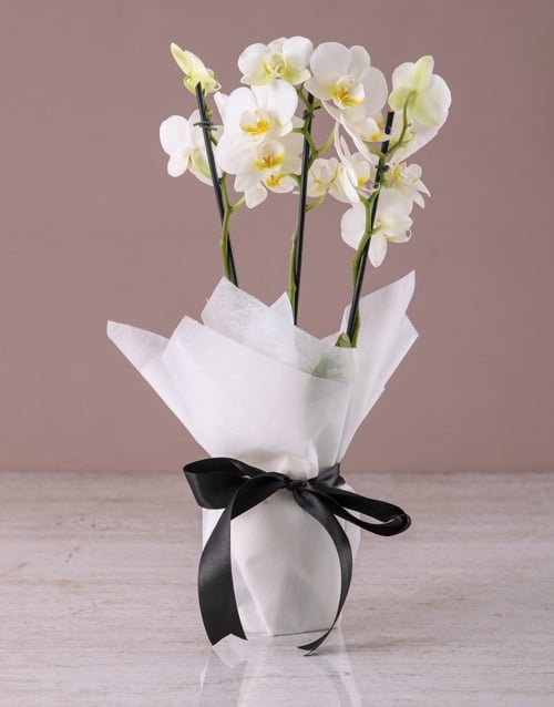 Majestic White Midi Orchid