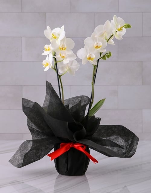 Sophisticated Midi Orchid Wrapped in Black