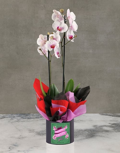 Oh So Amazing Orchids In Hat Box