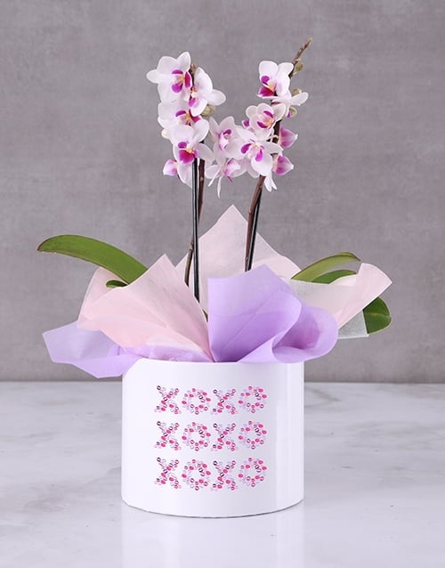 XOXO Blushing Orchids