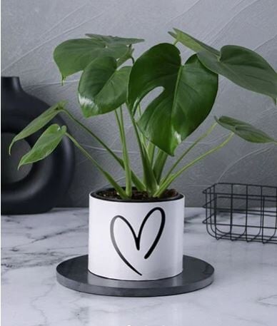 Love In Evergreen Monstera