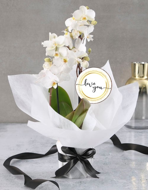 Love Polka Dot White Orchid