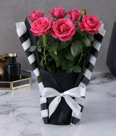 Blush Luxe Rose Bush