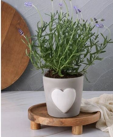 Lush Affection Lavenders