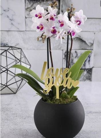 Delightful Opulent Orchids