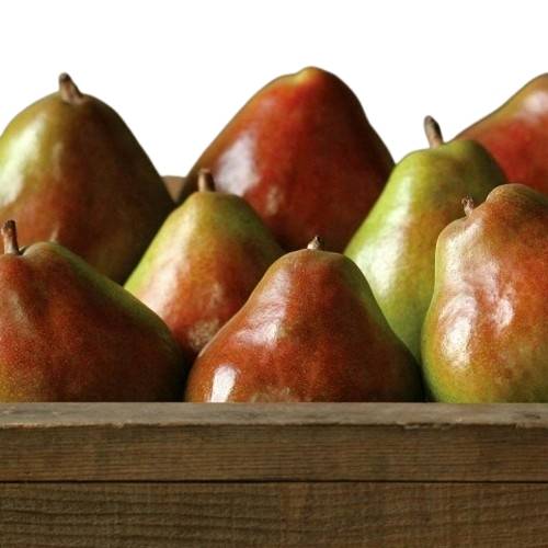 Royal Comice Pears (Medium)