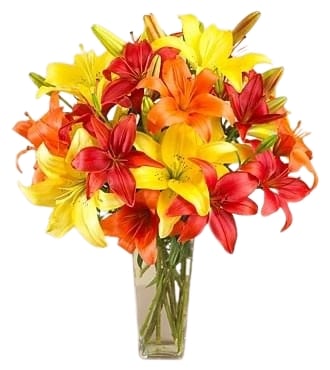 Just Lilies (Regular (As Shown))