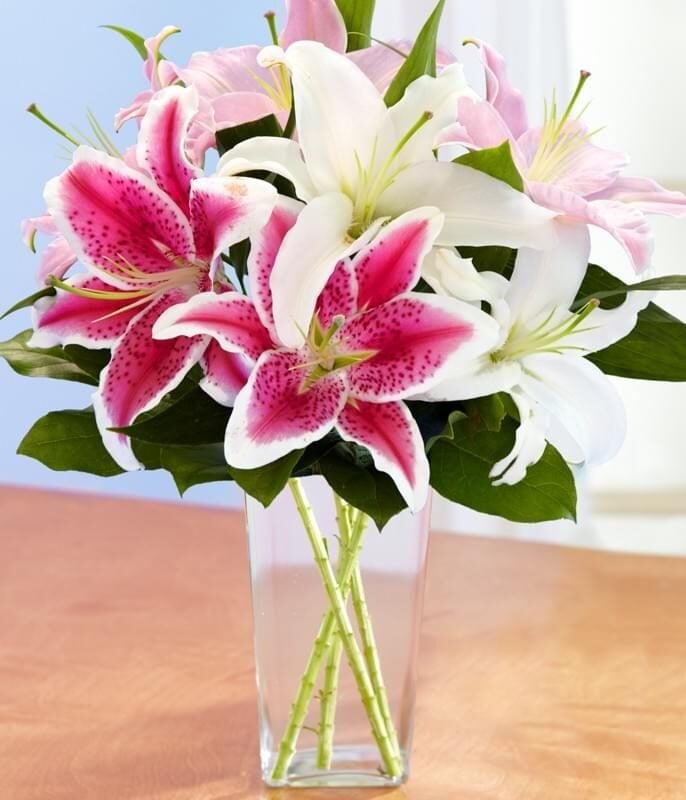 ORIENTAL LILIES (Regular)