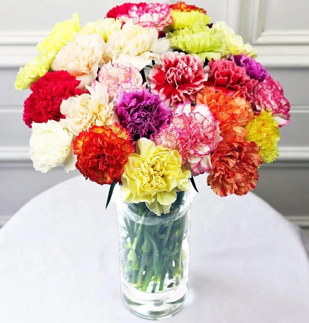 Two Dozen Carnations (Small)