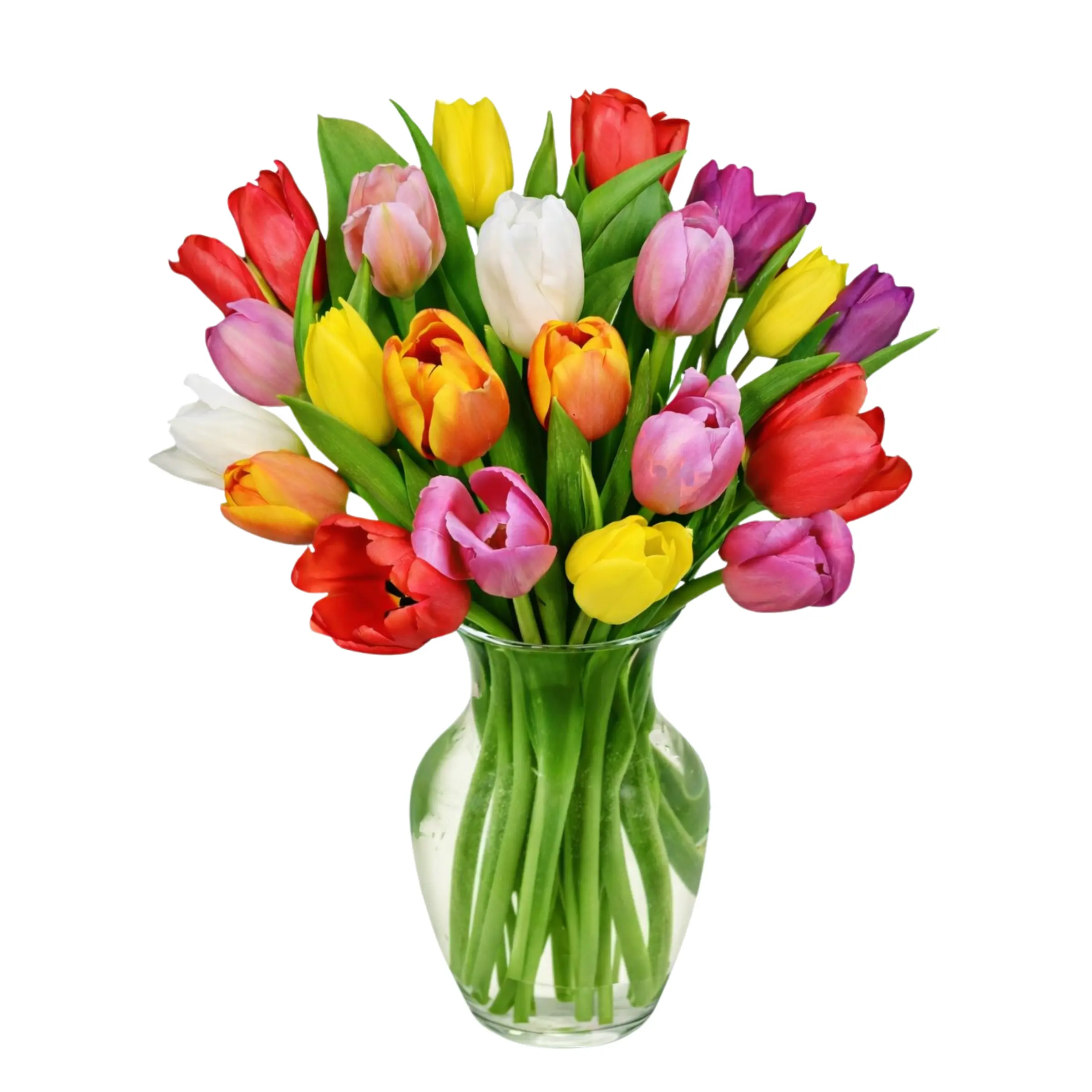20 MULTICOLOUR TULIPS