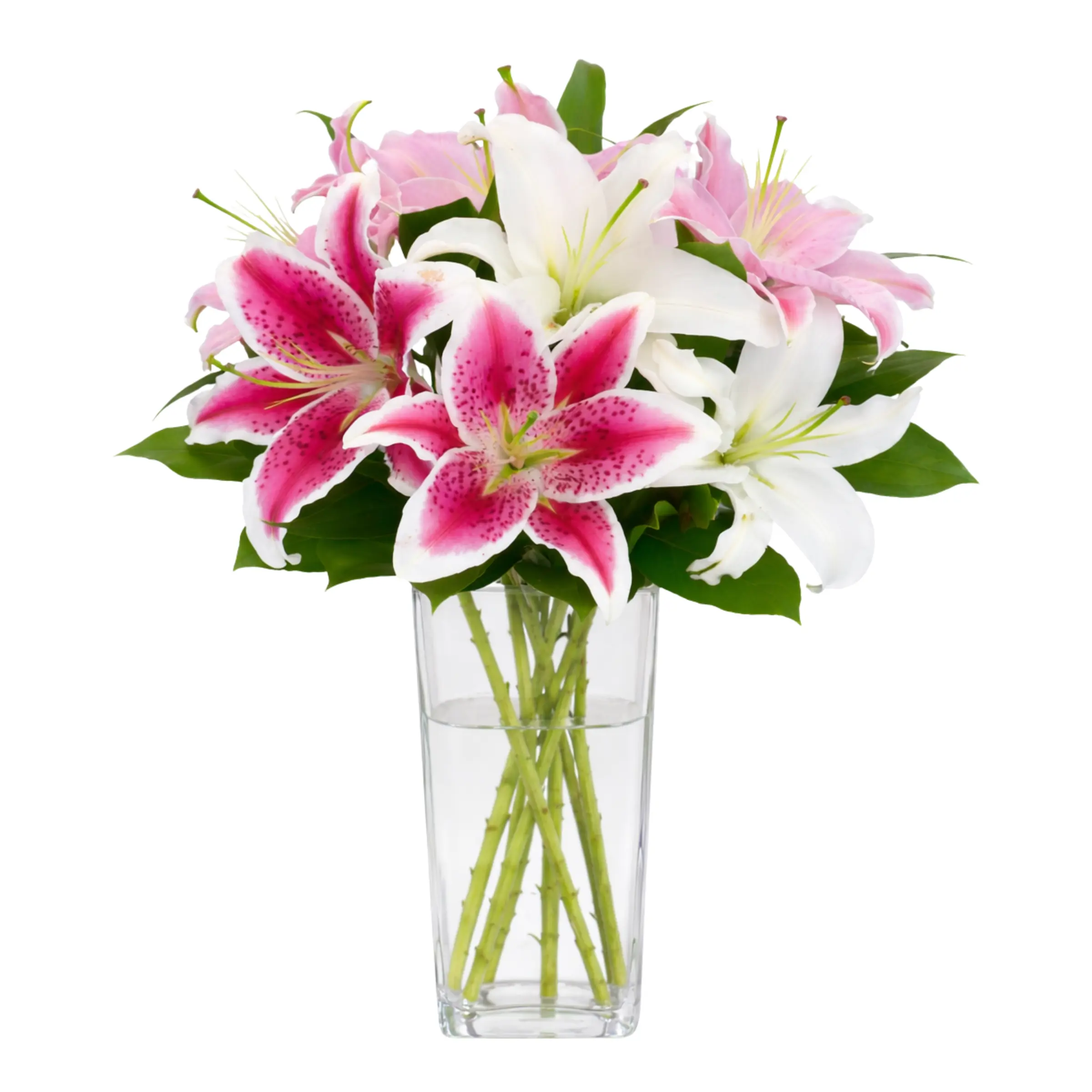 ORIENTAL LILIES (Regular)