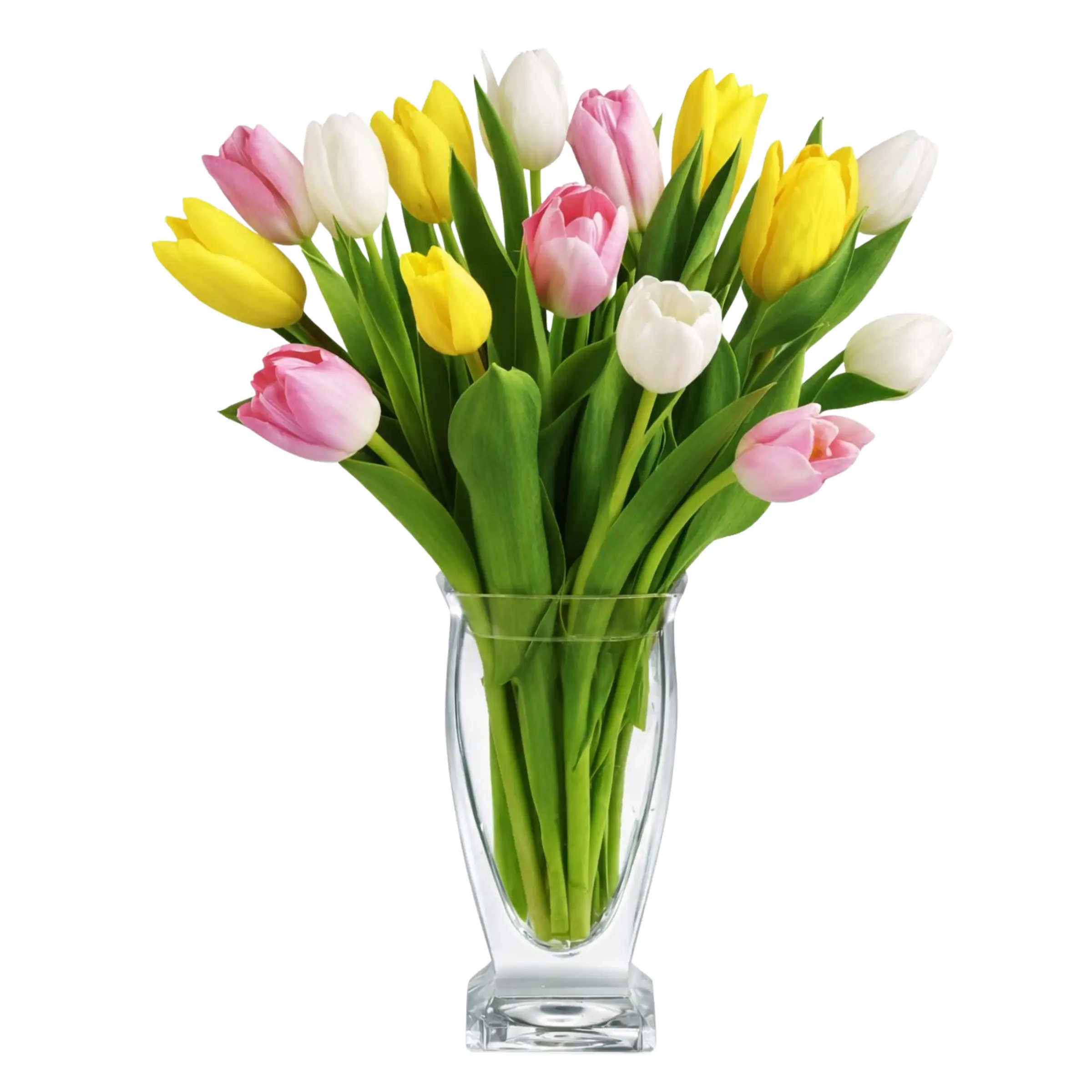 15 MULTICOLOUR TULIPS