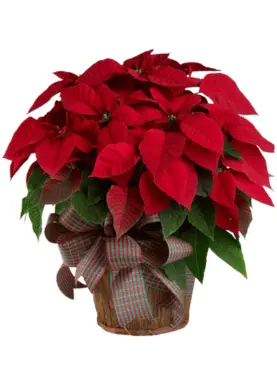 LARGE POINSETTIA