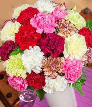 TWO DOZEN COLORFUL CARNATIONS