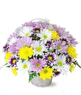 FIELD OF DAISIES