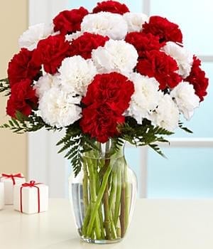 TWO DOZEN CANDY CANE CARNATIONS (Regular (As Shown))