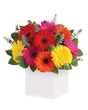 Glorious Gerberas (Classic)