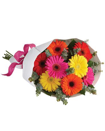 Gerbera Brights (Classic)