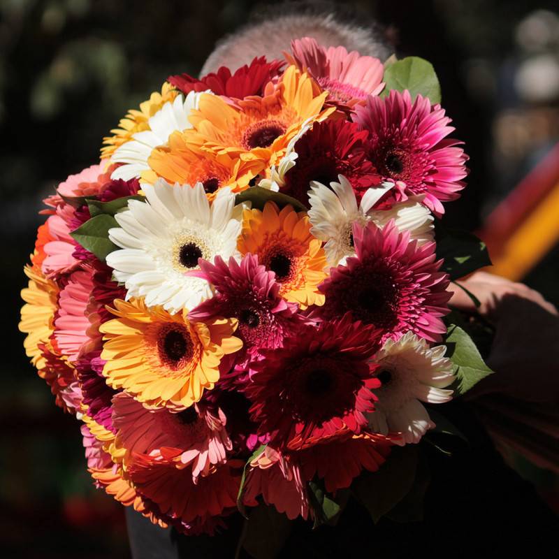 51,gerbera,mix