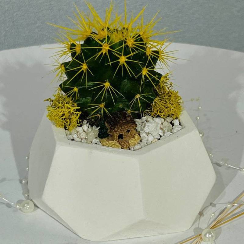 Cactus,in,a,pot,for,the,office